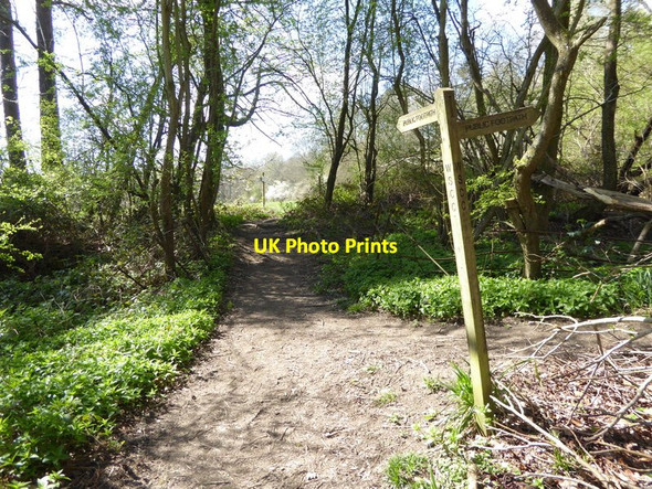 Photo 6"x4" Signpost where footpath leaves High Wood Charlwood\/TQ3934 c2017