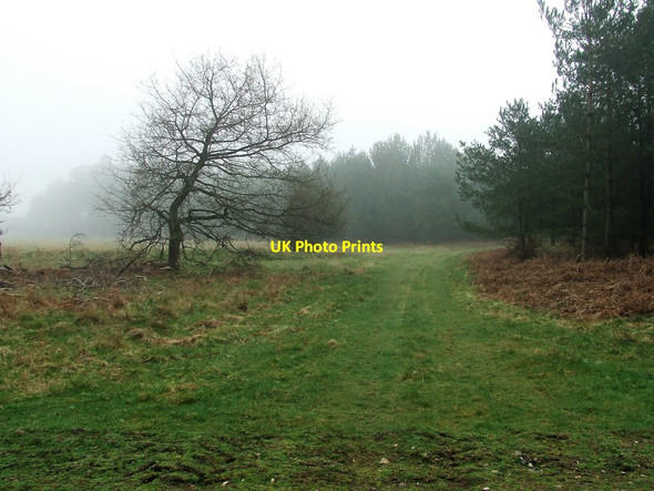Photo 6"x4" Forest Track Elveden c2017