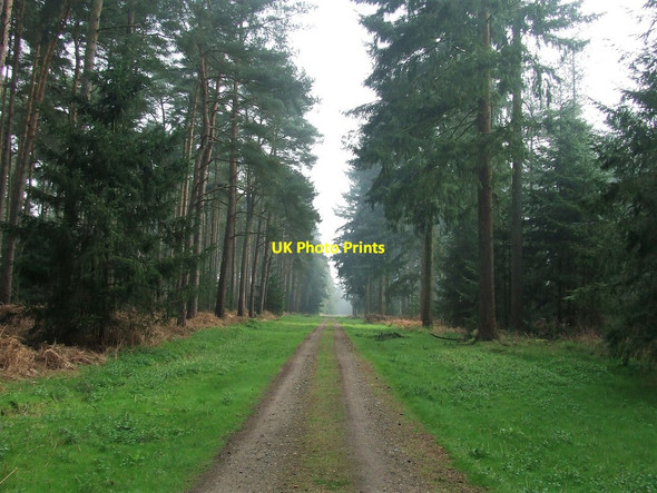 Photo 6"x4" Green Forest Track Elveden c2017