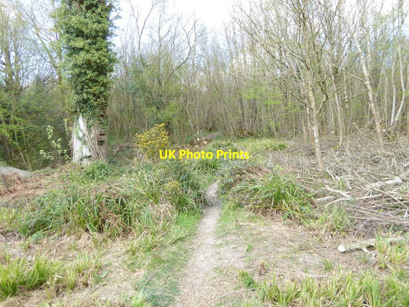 Photo 6"x4" Track goes north in Bushy Wood West Hoathly c2017