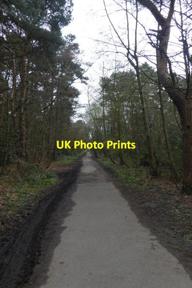 Photo 6"x4" Path through the Pine Woods Harrogate c2017