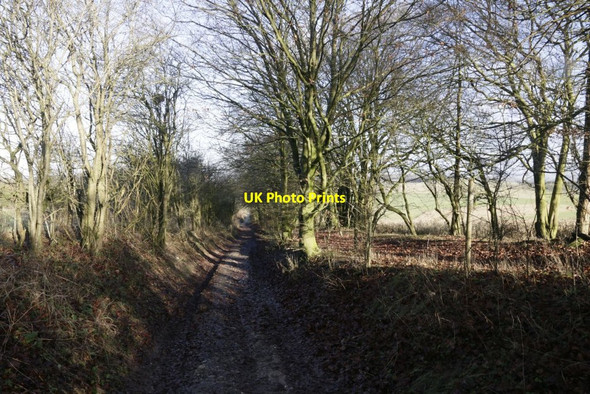Photo 6"x4" Path to the Fair Mile Woodway c2017