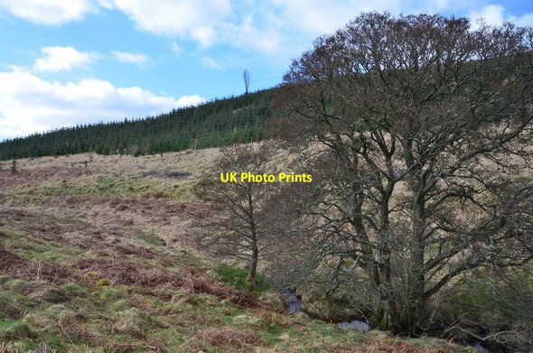 Photo 6"x4" Curly Burn and forest on Dod Hill Rigg c2017