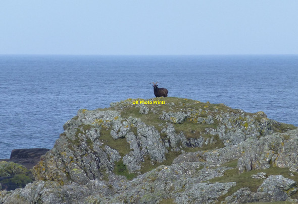 Photo 6"x4" Big Billy Goat Gruff guards his rock Balnahard\/NR4199 c2017