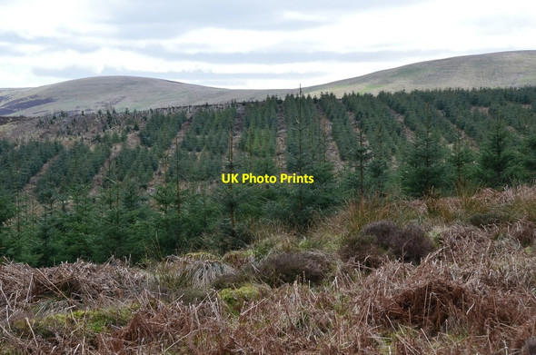 Photo 6"x4" Young trees on Curly Moor Rigg c2017