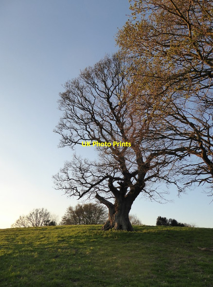 Photo 6"x4" Old pollard oak at Albury Warren (2) Albury\/TQ0547 c2017