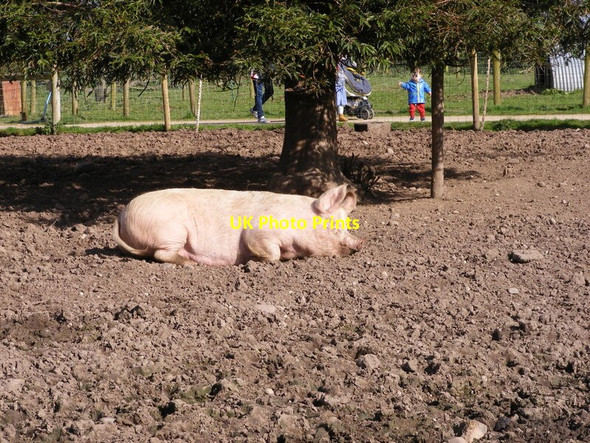 Photo 6"x4" Lying Pig Bushbury\/SJ9203 c2017