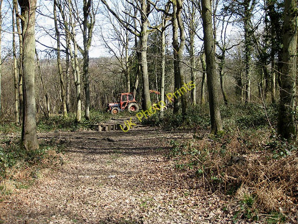 Photo 6"x4" Lost in Sharpnage Wood Broadmoor Common c2009