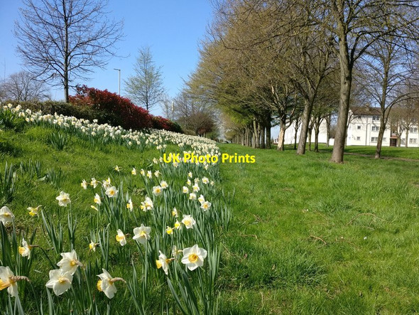 Photo 6"x4" Daffodils along Glenhills Boulevard, Aylestone Aylestone c2017