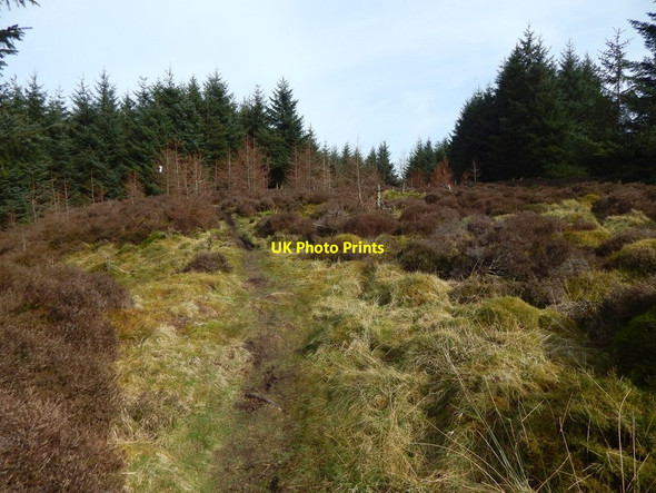 Photo 6"x4" Path crossing a clearing Milton\/NS4274 c2017