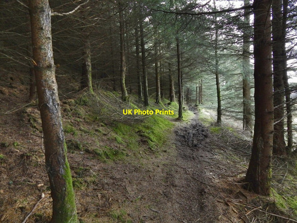 Photo 6"x4" Path through the woods Bowling\/NS4473 c2017