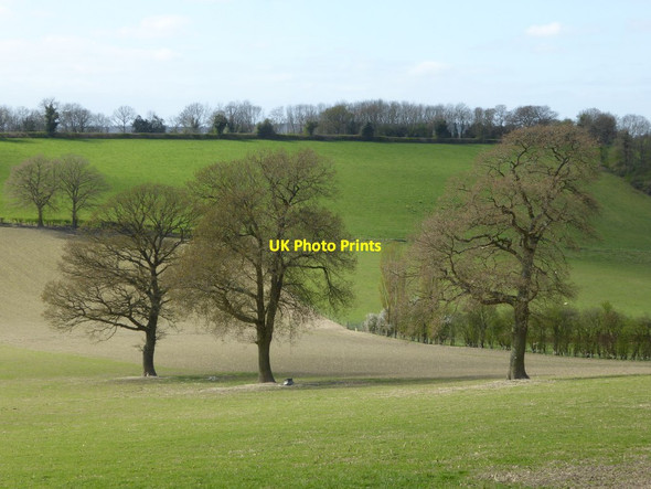 Photo 6"x4" Three trees Woolhope\/SO6135 c2017