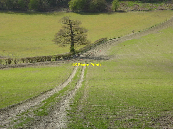Photo 6"x4" Track in a field Woolhope\/SO6135 c2017