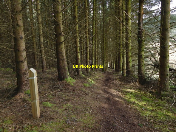 Photo 6"x4" Path through the woods Bowling\/NS4473 c2017