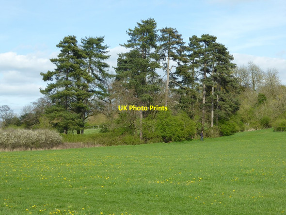 Photo 6"x4" Trees in Croome Park High Green\/SO8745 c2017