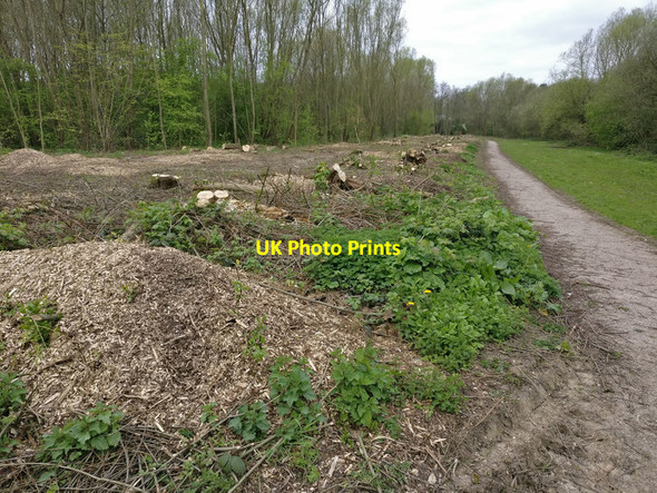 Photo 6"x4" Cleared woodland at the Osiers Nature Area Glen Parva c2017