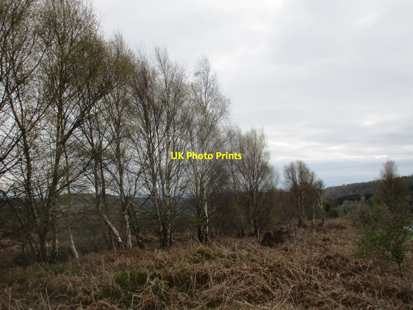 Photo 6"x4" Roadside birch trees Lowna c2017