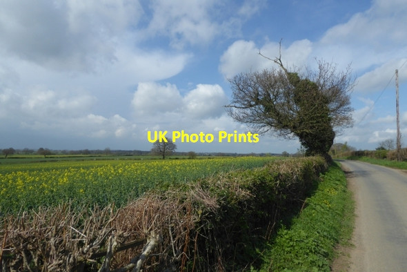 Photo 6"x4" Hedgerow and rape Bilbrough c2017