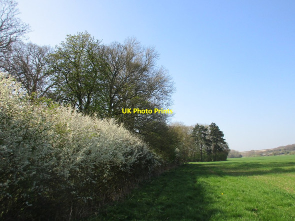 Photo 6"x4" Hedgerow and edge of plantations near Cleaving Farm Londesborough c2017