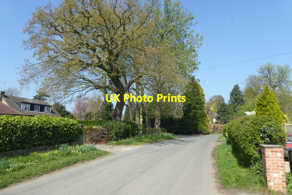 Photo 6"x4" Cat Lane near Back Lane Bilbrough c2017