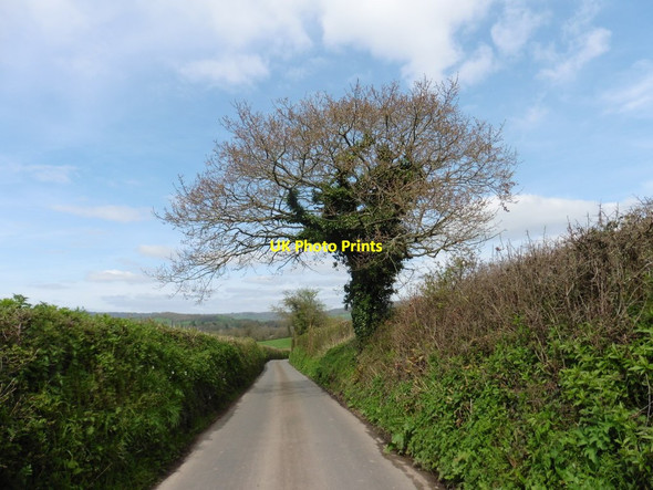 Photo 6"x4" Lane to Weston Gittisham c2017