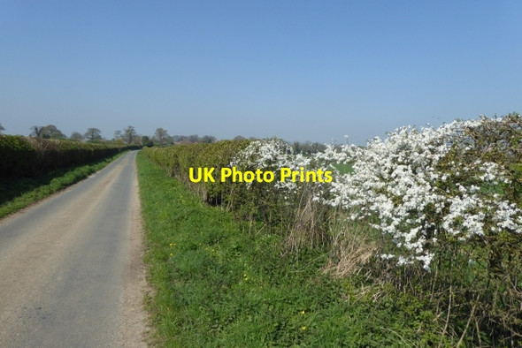 Photo 6"x4" Flowering hedgerow Healaugh\/SE4947 c2017
