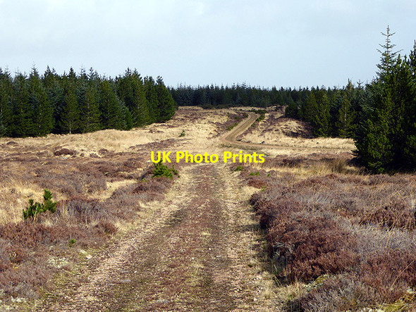 Photo 6"x4" Forestry track junction Forsinard c2017