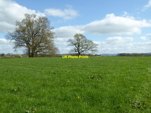 Photo 6"x4" Bare trees in a field  Tregare c2017