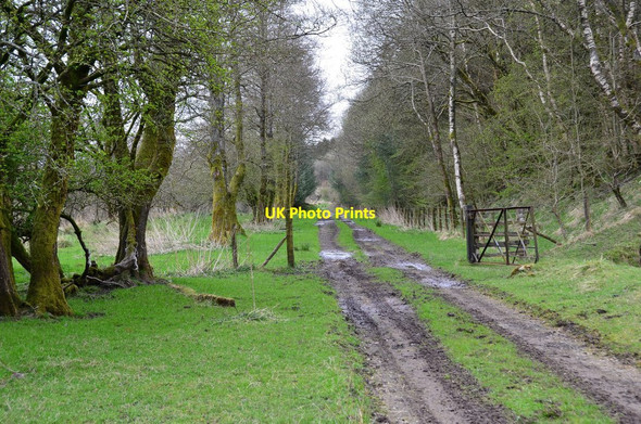 Photo 6"x4" Former Waverley railway line Kershopefoot c2017