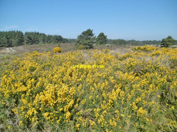 Photo 6"x4" Lower Hyde Heath, gorse Cold Harbour\/SY9089 c2017