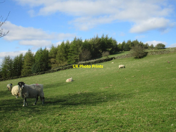 Photo 6"x4" Sheep and Graystone Bank Lowna c2017