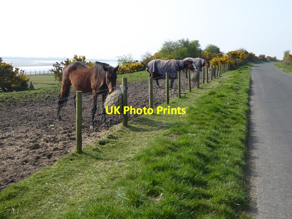 Photo 6"x4" Feeding time Anthorn c2017