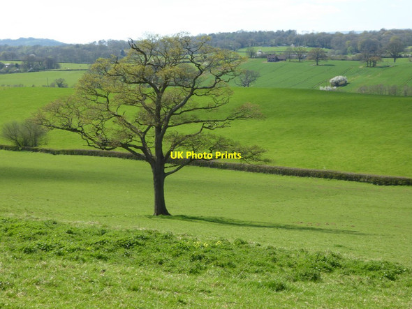 Photo 6"x4" A tree showing signs of spring Llandenny c2017