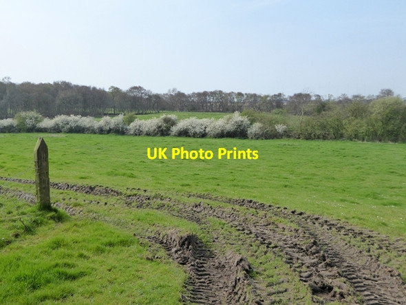 Photo 6"x4" Field north of Millrigg Farm Longcroft\/NY2158 c2017