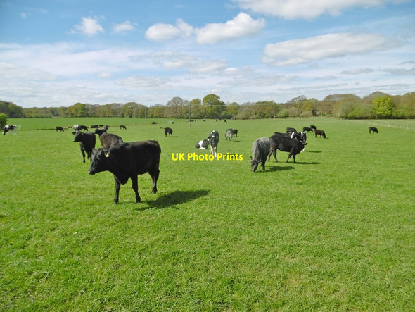 Photo 6"x4" Colbury, cattle grazing Ashurst\/SU3310 c2017