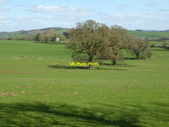 Photo 6"x4" Trees in a field Llandenny c2017