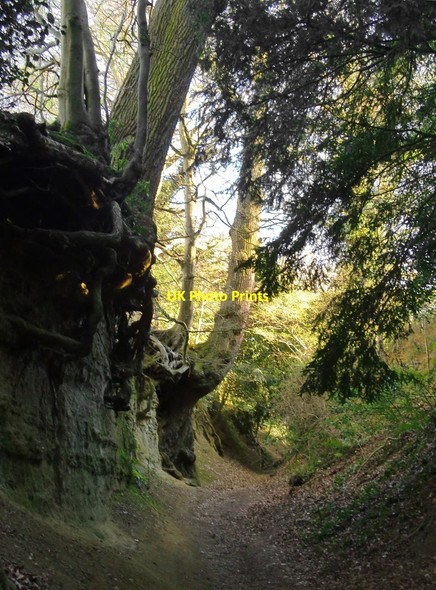 Photo 6"x4" Warren Lane, Albury (9): early April 2017 Albury\/TQ0547 c2017