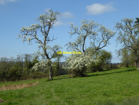Photo 6"x4" Trees in blossom Gwernesney c2017