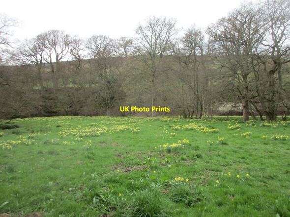 Photo 6"x4" Wild daffodils by the River Dove Church Houses c2017