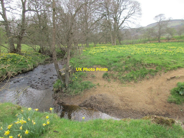 Photo 6"x4" The River Dove and wild daffodils Church Houses c2017