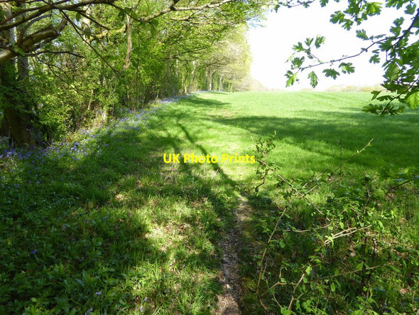 Photo 6"x4" Woodland edge north of Furzen Lane Ellen's Green c2017