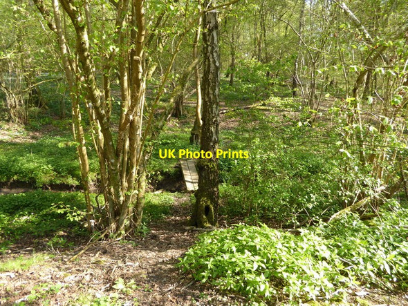 Photo 6"x4" Plank bridge in woodland Walliswood c2017