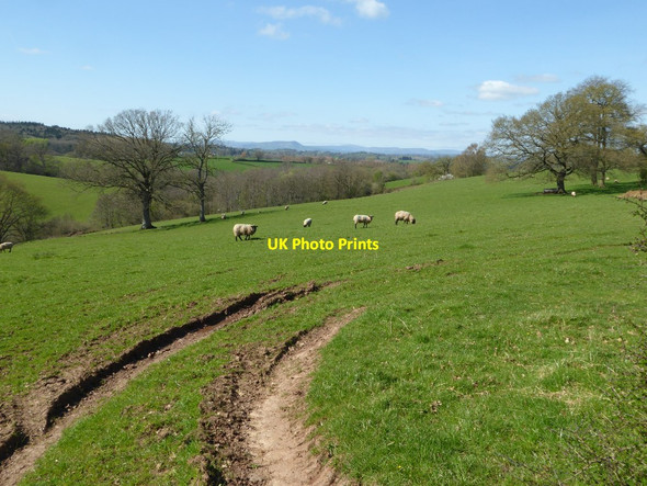 Photo 6"x4" Sheep grazing near Brook Farm Cwmcarvan c2017