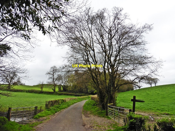 Photo 6"x4" White Ash Lane Whitestaunton c2017