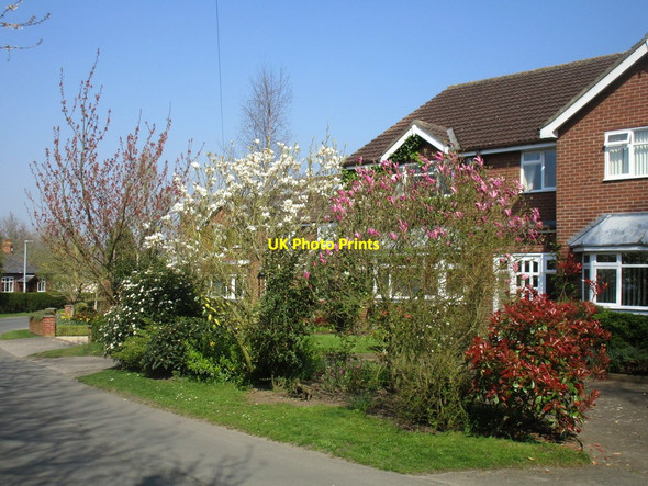 Photo 6"x4" Shiptonthorpe magnolias 2 Shiptonthorpe c2017