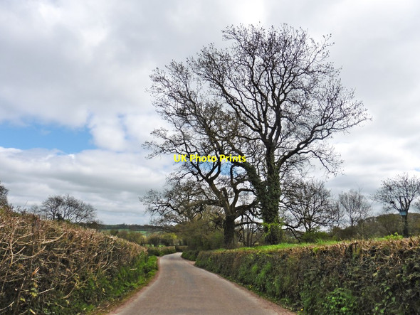 Photo 6"x4" Minor road to Three Ash Cross Stockland\/ST2404 c2017