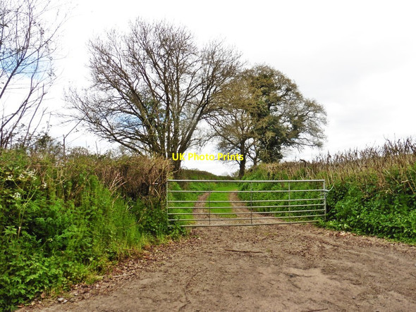 Photo 6"x4" Farm track near Cokers Ash Stockland\/ST2404 c2017