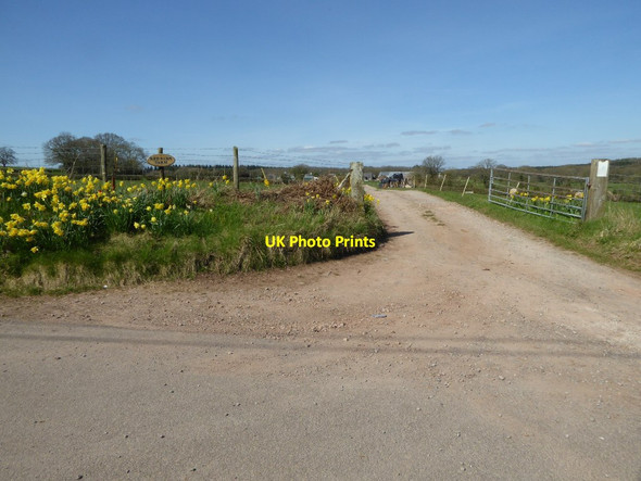 Photo 6"x4" Daffodils at the entrance to Redbarn Farm Trellech c2017