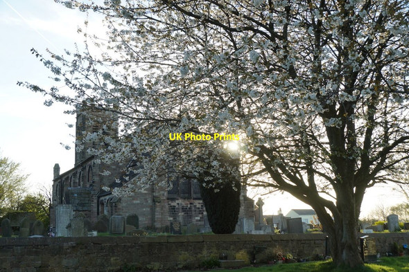 Photo 6"x4" White blossom at St Thomas', Melling Maghull c2017
