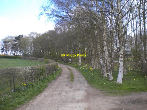 Photo 6"x4" Track to Goosedale Farm Bestwood Village c2017